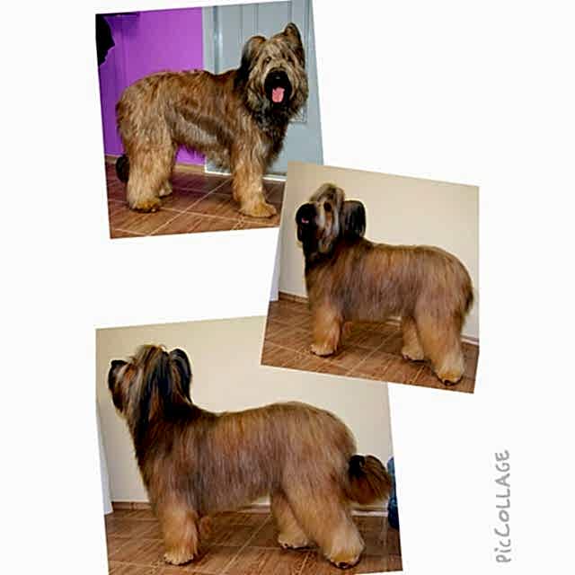 Бриар до и после посещения зоосалона