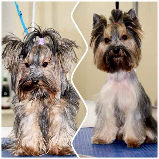 Фото стрижки йорка до и после