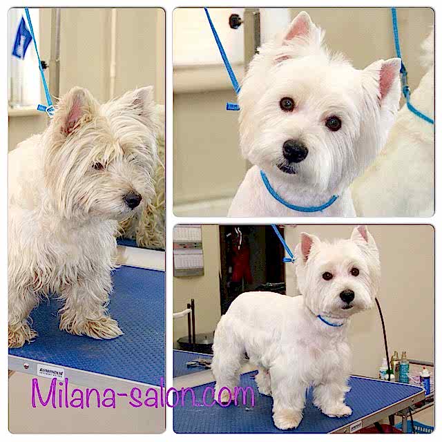 Стрижка Веста