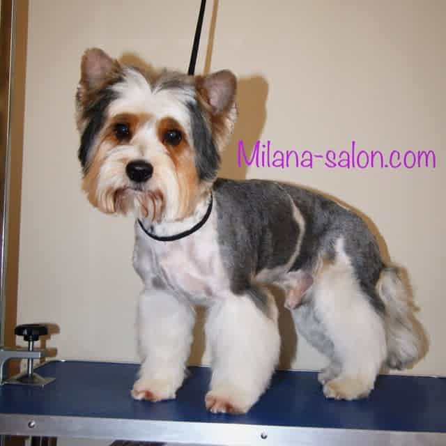 Стрижка Бивер йорка