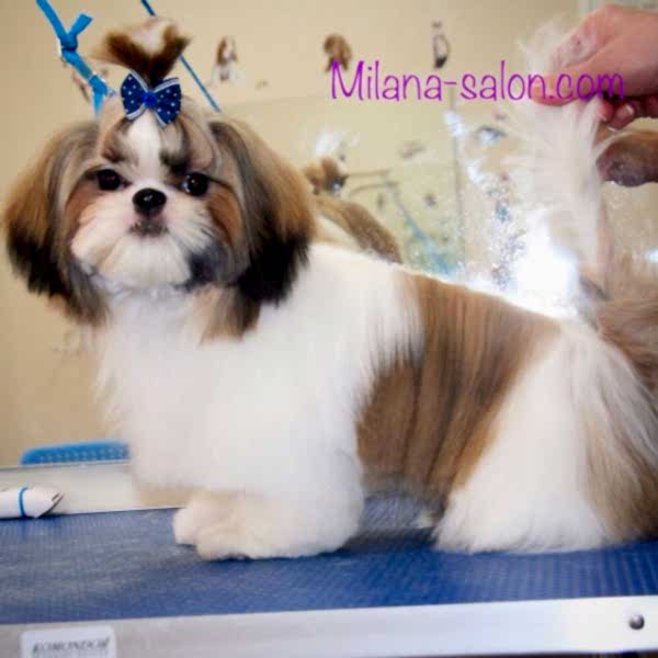 Стрижка щенка Ши-Тцу
