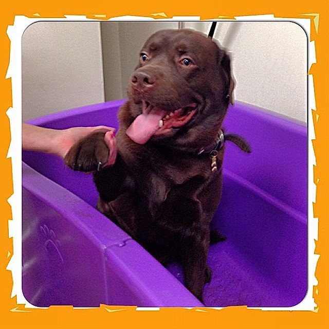 помыть собаку