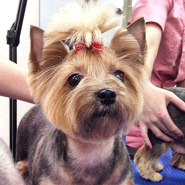 Стрижка морды йорка