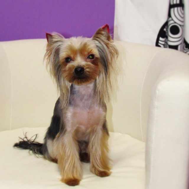 Блекс тату для Йорка