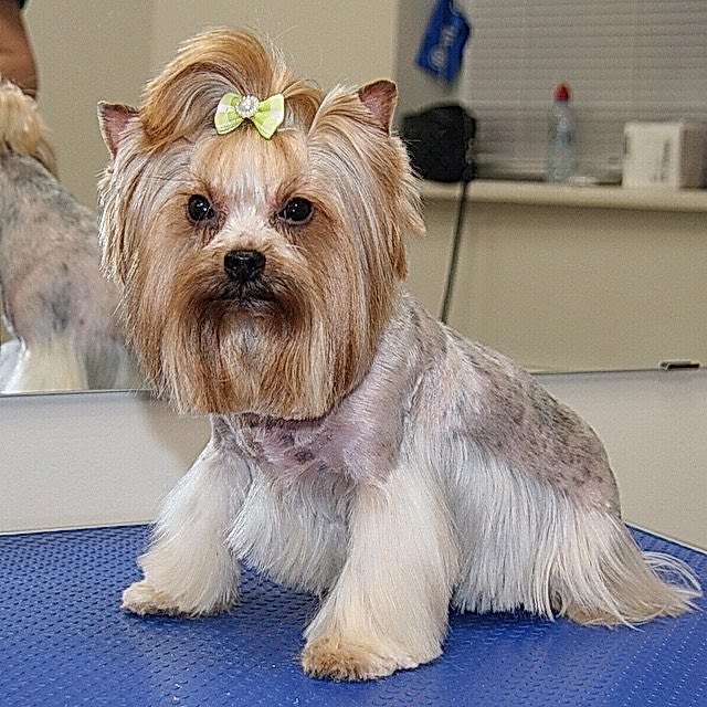 Стрижка йорка