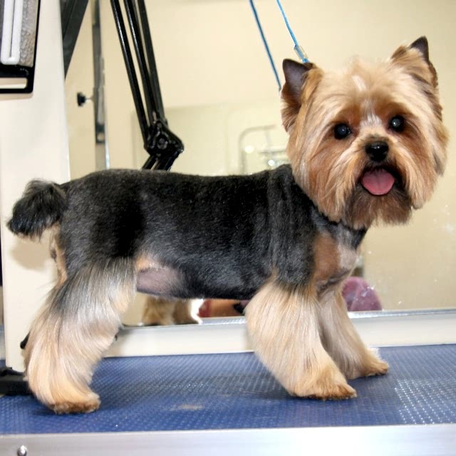 Фаня стрижка