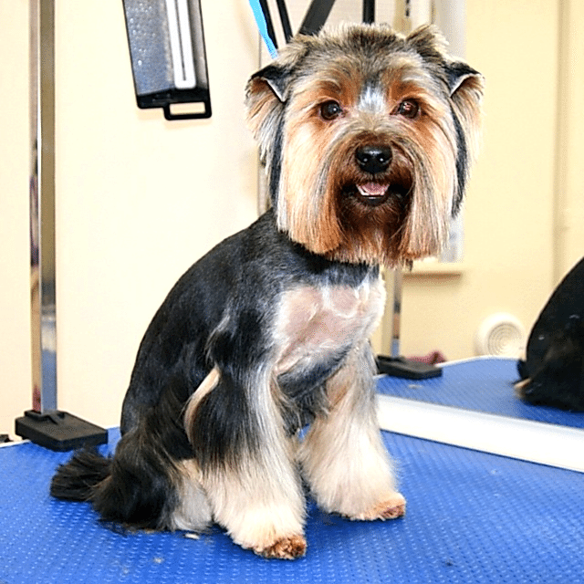 стрижка йорка фото