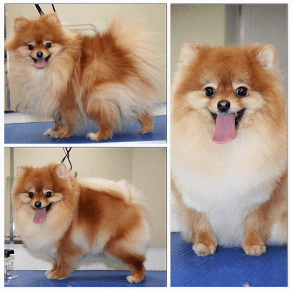 Шпиц померанский фото