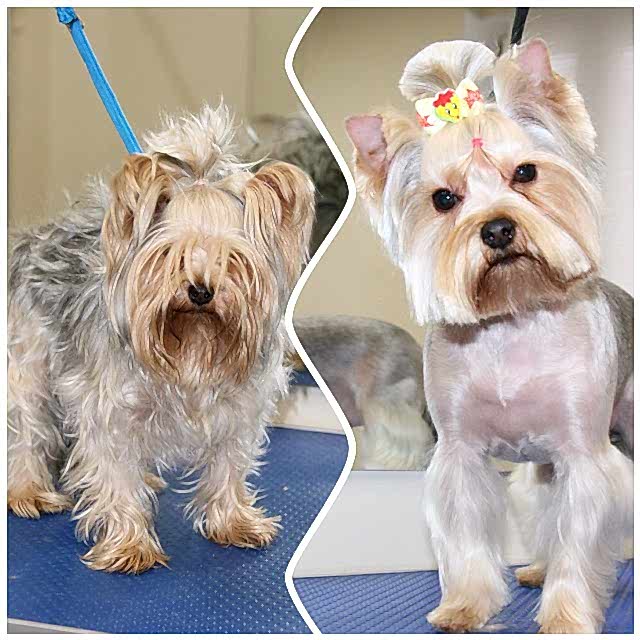 Йоркширский терьер до и после стрижки