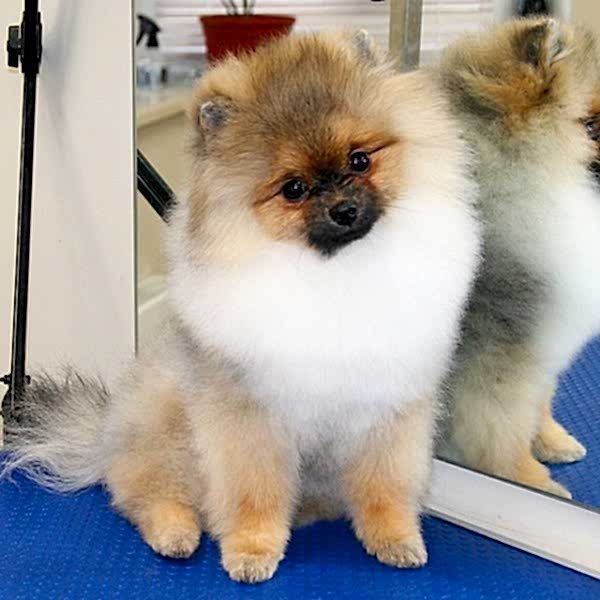 Щенок шпица первая стрижка