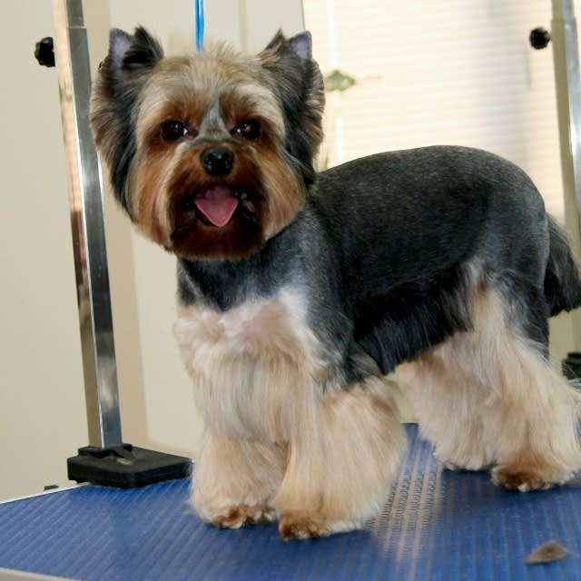 йорк круглая голова