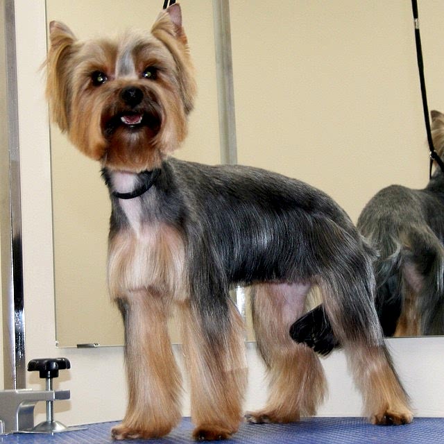 Йорк с юбочкой