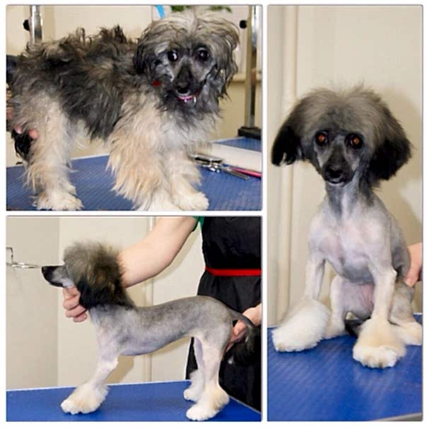 Китайская Хохлатая пуховая