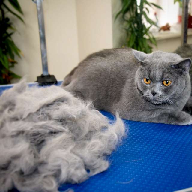 Британец Бакс готовиться к весне. Мытье и вычесывание шерсти.