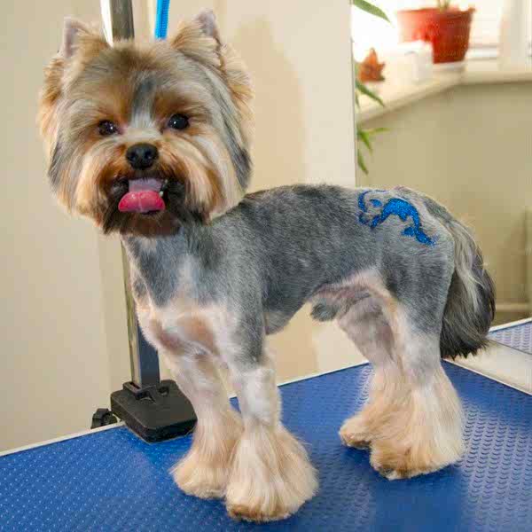 Йорк Винчи. Весенняя стрижке и с Блеск-Тату