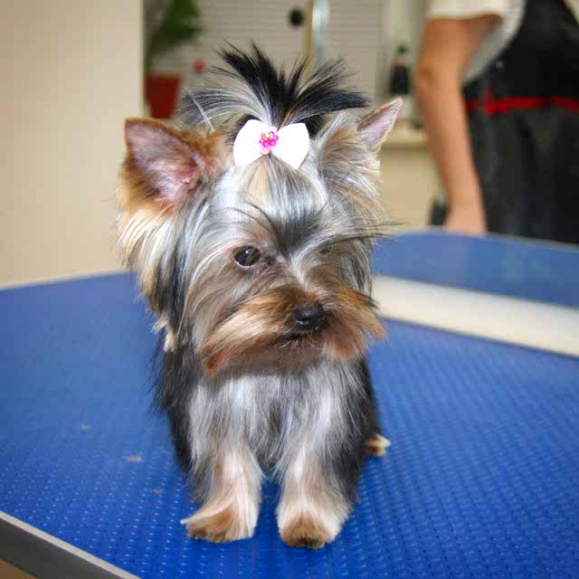 Щенок йорка на первой стрижке. 5 месяцев.