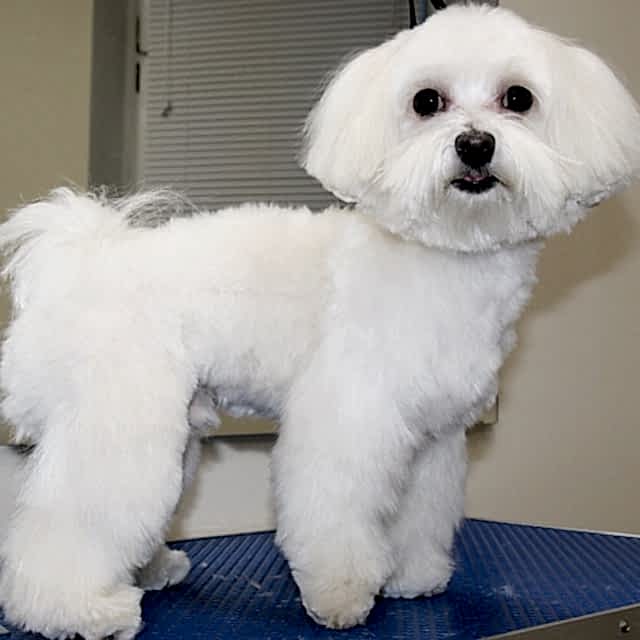 мальтийская болонка плюшевая