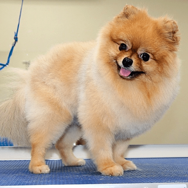 Померанский шпиц стрижка фото