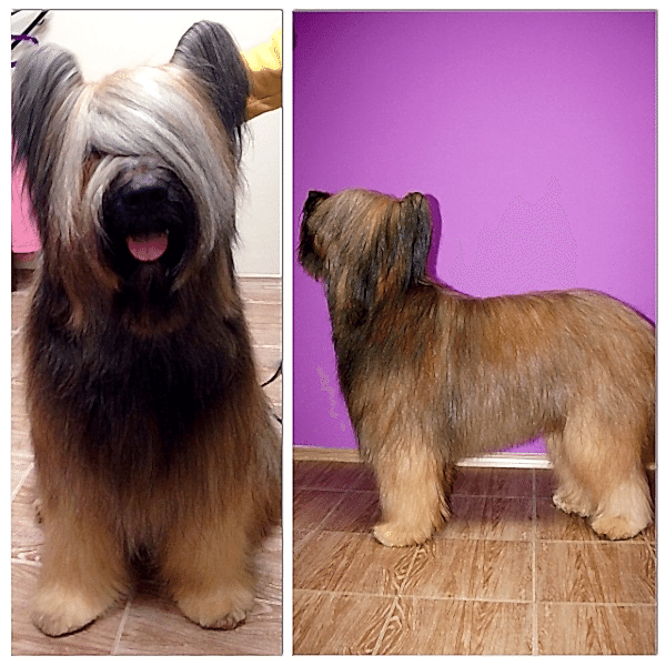 подготовка к выставке бриар