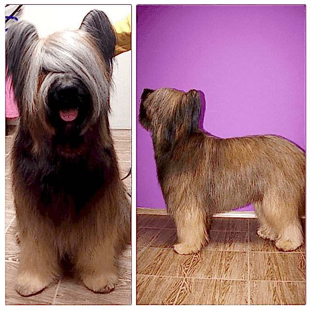 подготовка к выставке бриар