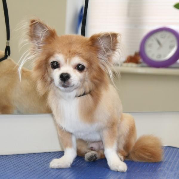 Стрижка чихуахуа длинношерстного