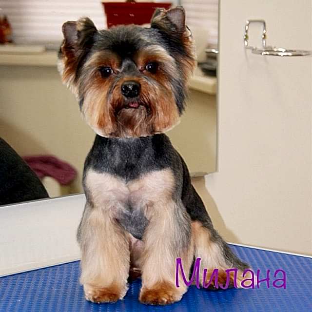 Стрижка йорка под щенка