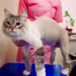 Стрижка кошки без наркоза