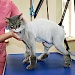 Стрижка кошки