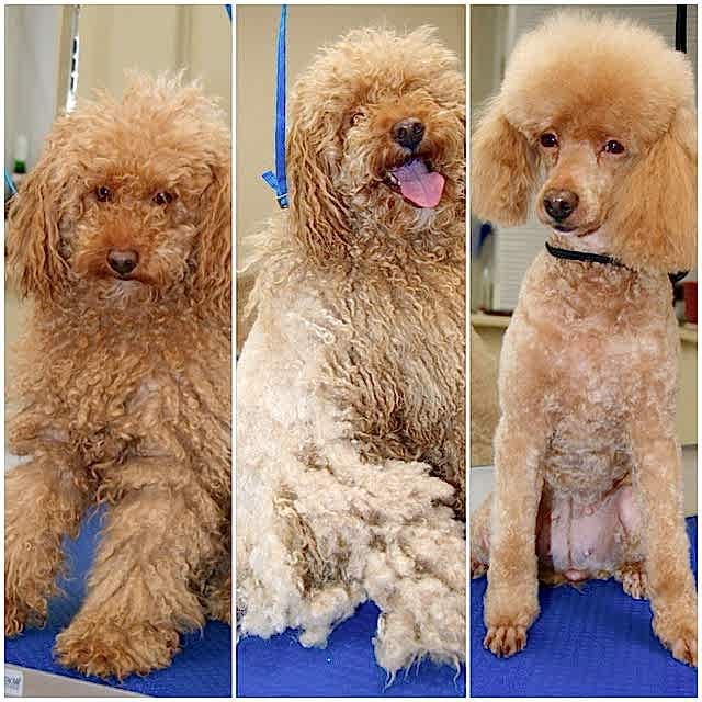 Стрижка малого пуделя