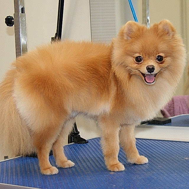 Стрижка окантовка шпица