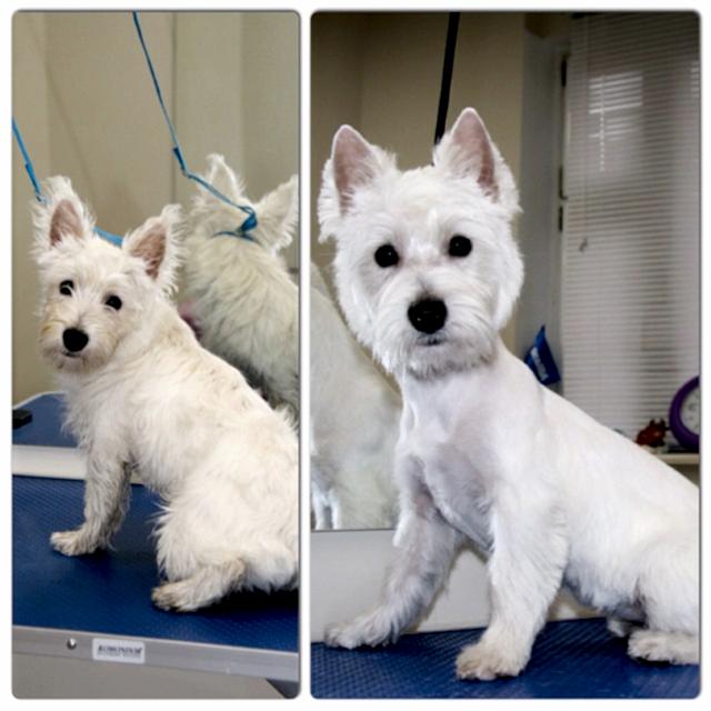 уайт терьер картинка