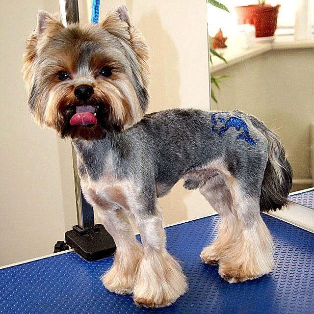 Йорк Винчи. Весенняя стрижке и с Блеск-Тату