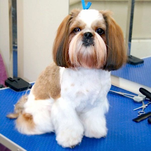 Груминг Ши тцу Груши