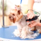 Стрижка собак в салоне