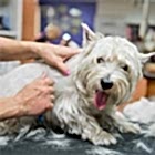 Тримминг собак