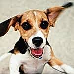 esli-sobaka-vozbuzhdena