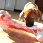 luchshij-korm-dlja-sobak-syroe-mjaso