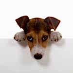 sobaka-pisaet-na-kover