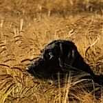 sobaki-ne-perevarivajut-zernovye