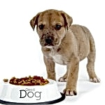 sobaku-nado-kormit-tak