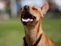 Чистка зубов собаке ультразвуком