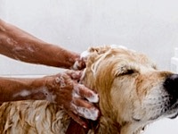 Мытье и гигиена