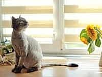 Стрижка кошки