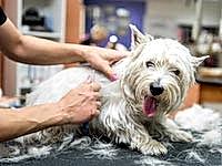Тримминг собак